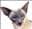 Catlady